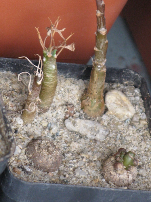 Othona euphorboides lepidocaulis si retrophracta