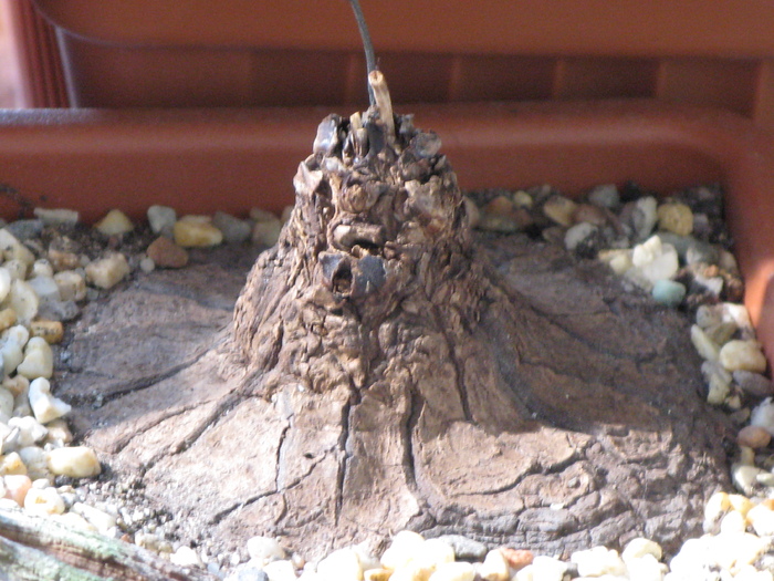 Dioscorea sylvatica  (luna iunie)