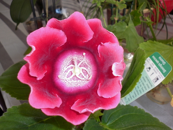 planta 1 - Gloxinia