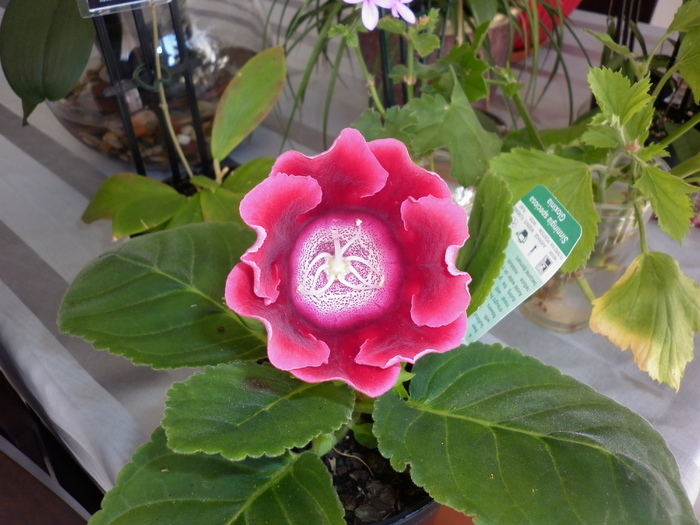 planta1 - Gloxinia