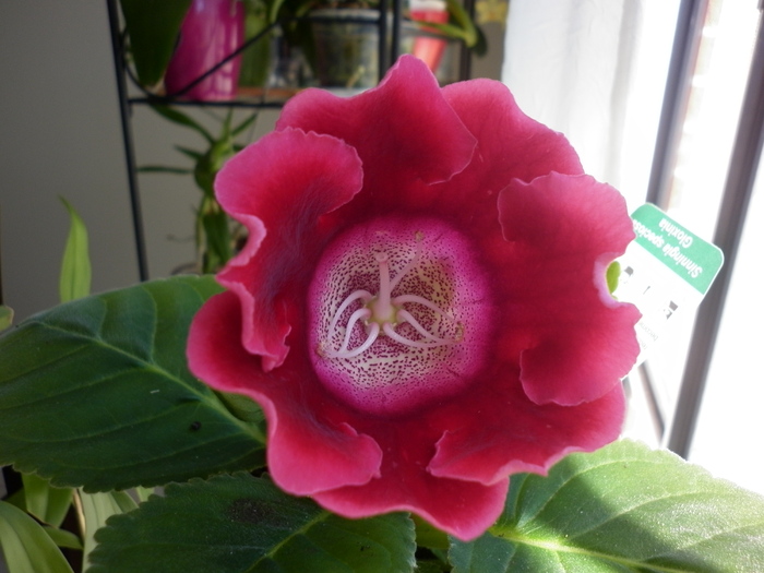 planta 1 - Gloxinia