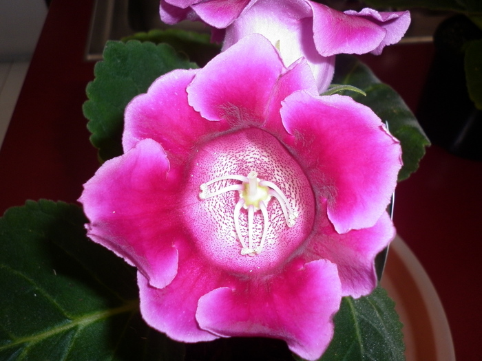 planta 2 - Gloxinia