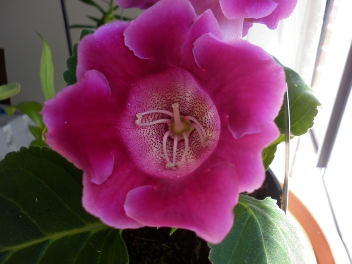 planta 2 - Gloxinia