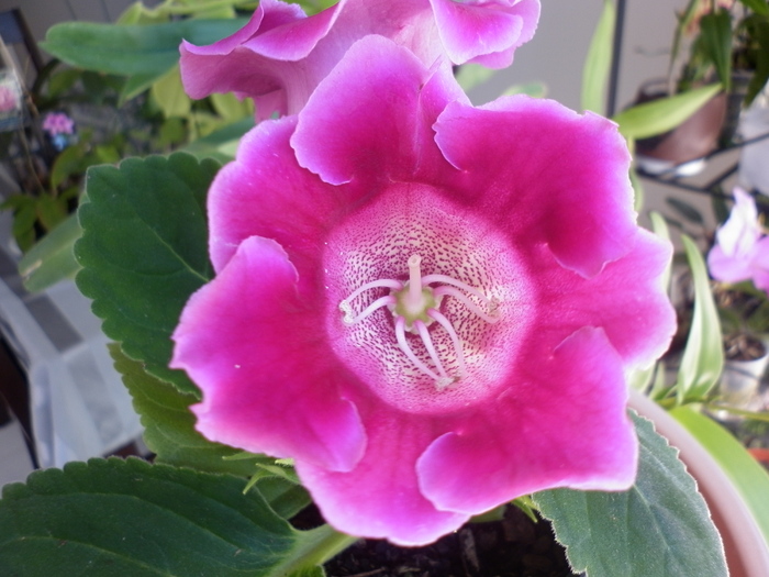 planta 2 - Gloxinia