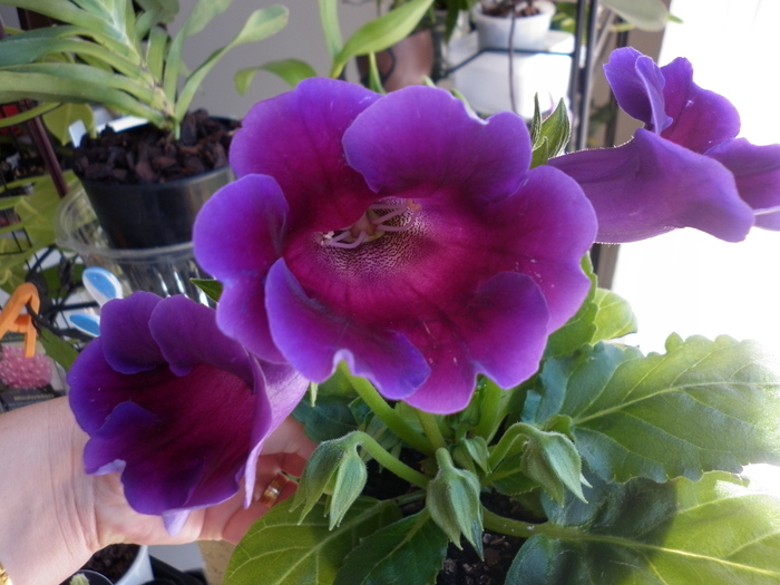 planta 3 - Gloxinia