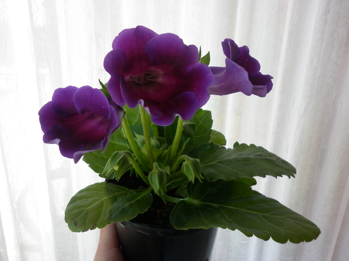 planta 3 - Gloxinia