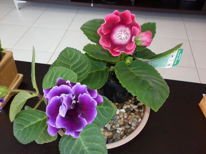  - Gloxinia
