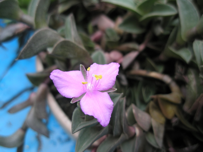 Tradescantia navicularis - 07.2009; Colectia: Andre
