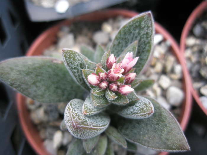 Crassula ausensis - 2009 - ausensis