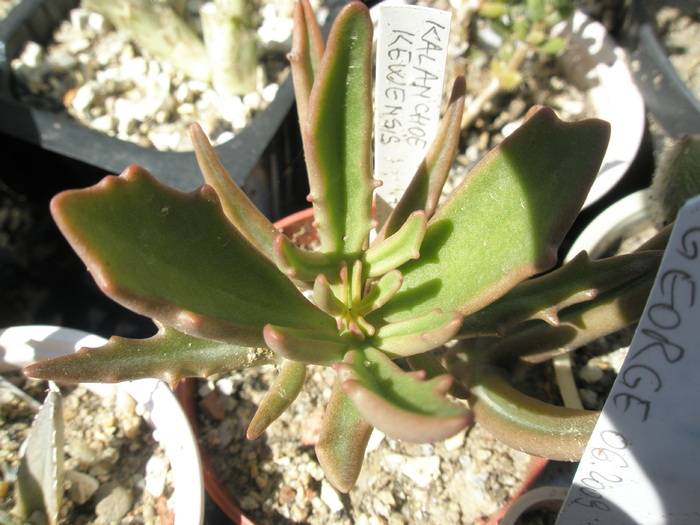 Kalanchoe kewensis - 2009; Colectia: Andre
