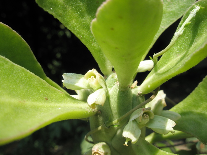 Monanedium lugardee - 2009 - MONADENIUM