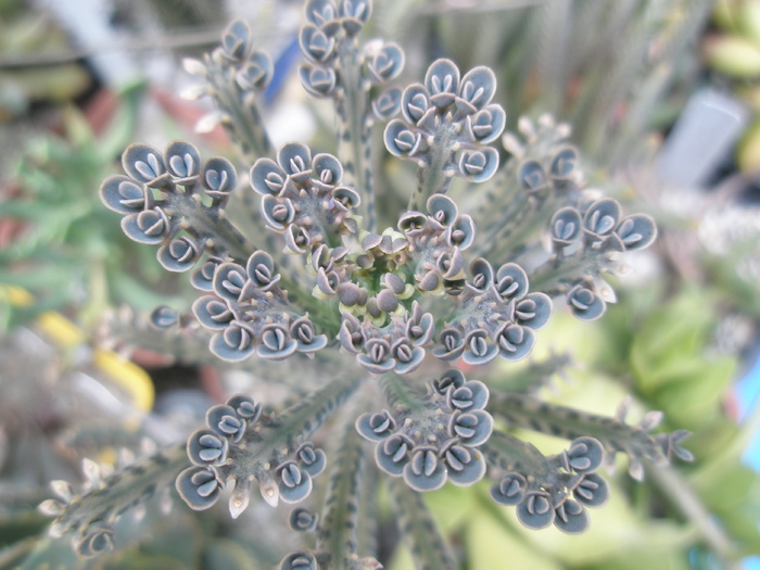 Kalanchoe tubiflora - apical; Colectia: Andre
