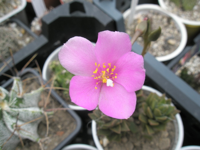 Anacampseros rufescens - 2009; Colectia: Andre
