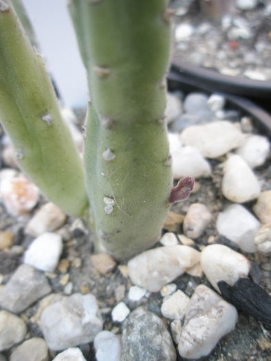 Stapelia leendertziae - boboc 2009; Colectia: Andre
