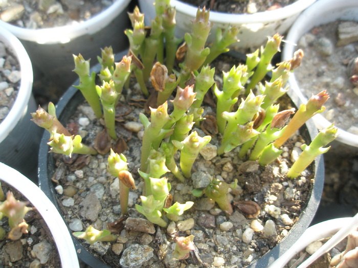 Plantule din seminte de Huernia schneideriana - 2009; Colectia: Andre
