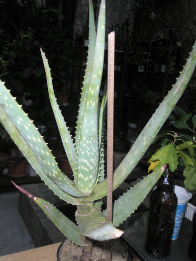 Aloe hereroensis - 2009; Colectia: Andre
