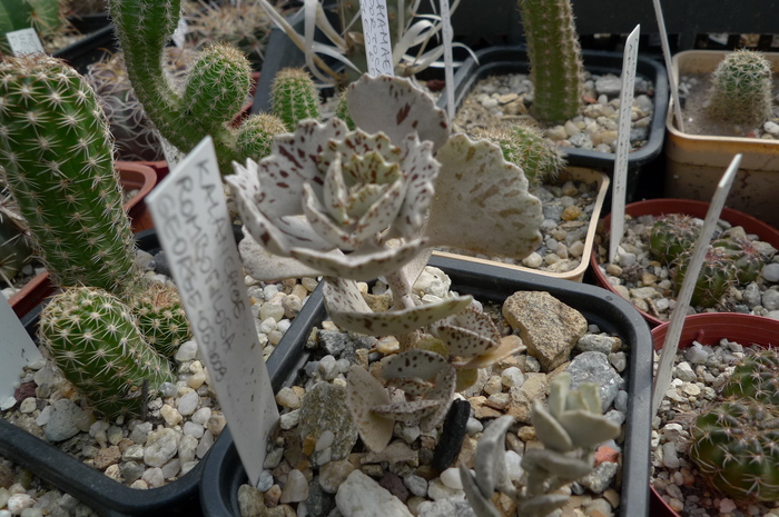 Kalanchoe rombopilosa - 2009 - rombopilosa