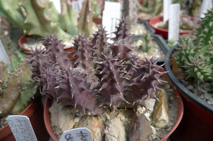 Huernia macrocarpa - butasi 2009; Colectia: Andre
