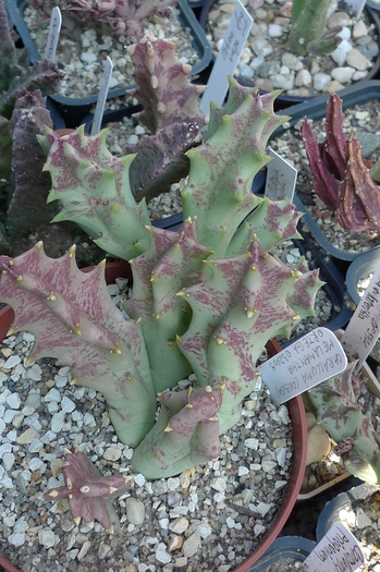 Caralluma (Orbea) melanantha - 2009; Colectia: Andre
