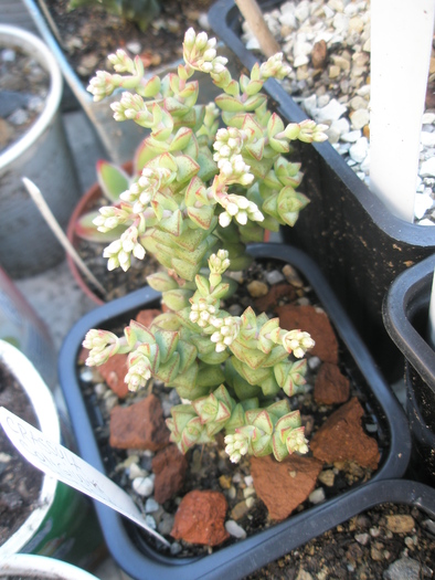 Crassula congiunta - 10.2009; Colectia: Andre
