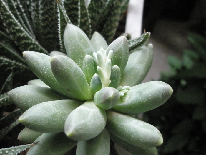 P. compactum cu boboci - 03.2009 - Pachyphytum