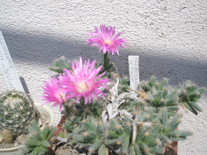 Tricodiadema densum - 04.2009 - densum