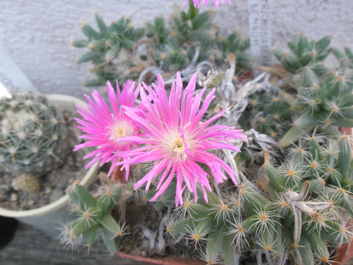 Tricodiadema densum - flori; Colectia: Andre
