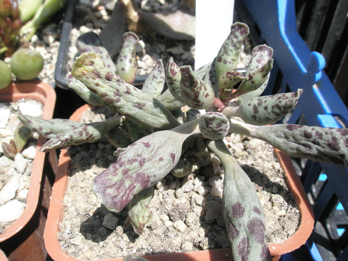 Adromischus festivus - 04.2009; Colectia: Andre
