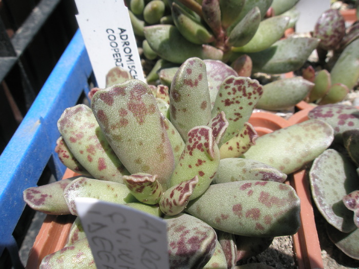 Adromischus cooperii - 04.2009; Colectia: Andre
