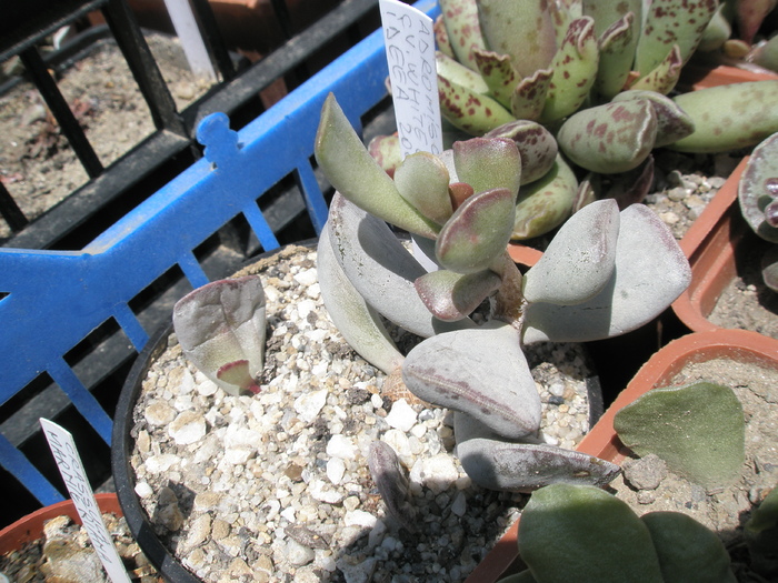 Adromischus cv. White Ghost - 04.2009; Colectia: Andre
