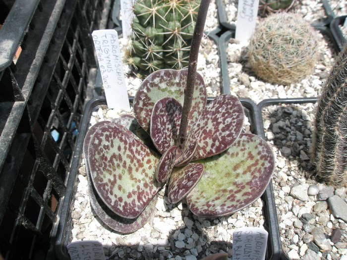 Adromischus trigynus - 04.2009 - trigynus