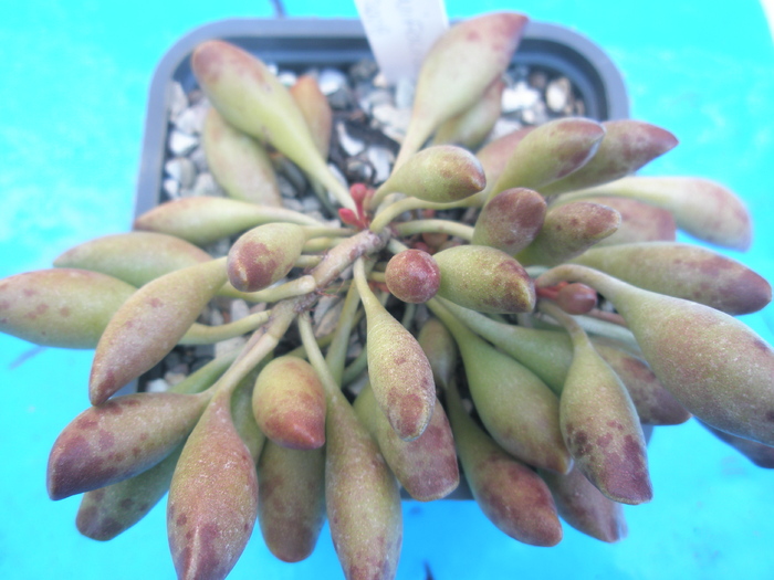 Adromischus clavifolius - apical; Colectia: Andre
