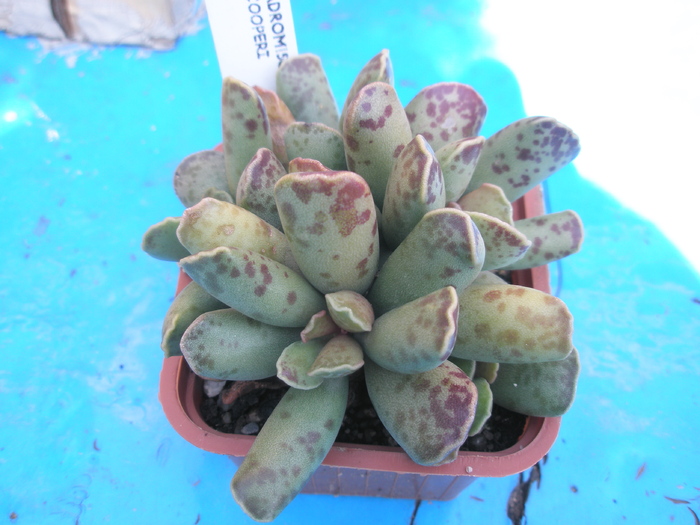 Adromischus cooperii 1 - 10.2009; Colectia: Andre
