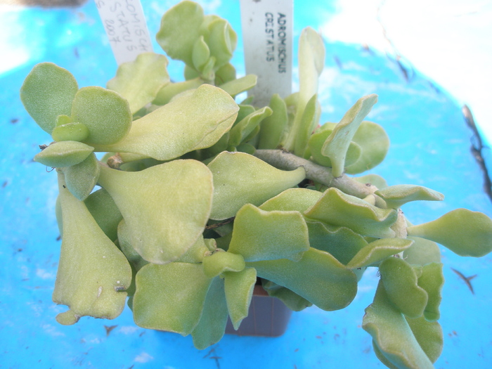 Adromischus cristatus - 10.2009; Colectia: Andre
