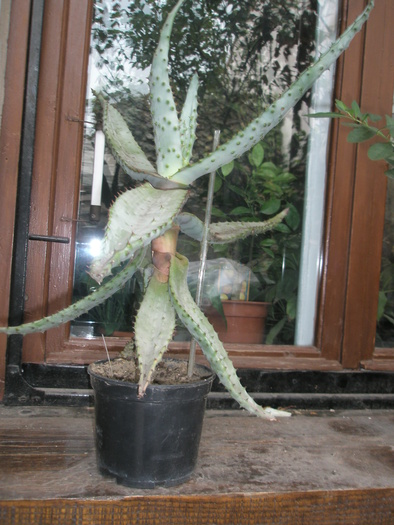 Aloe ferox - 2009; Colectia: Andre
