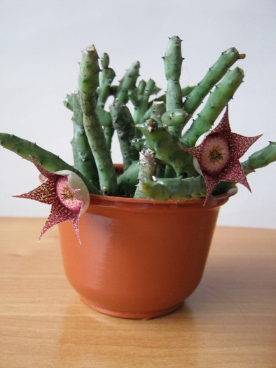 Orbea hardyi - Asclepiadaceae