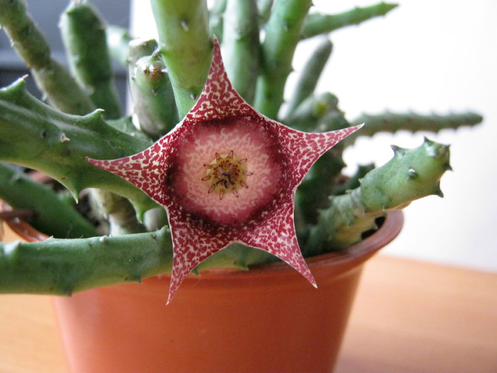 Orbea hardyi - Asclepiadaceae