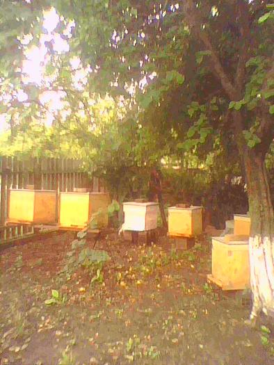 Imagine 0169 - Albinele pasiunea mea