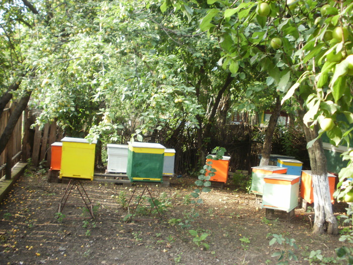 P7010297 - Albinele pasiunea mea