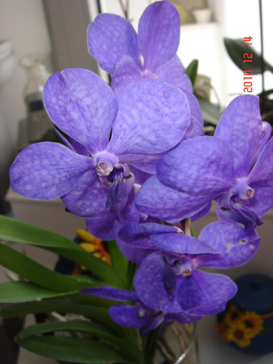 DSC09382 - VANDA