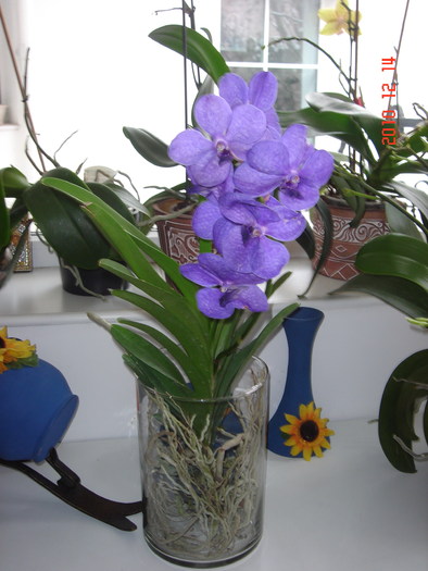 DSC09383 - VANDA