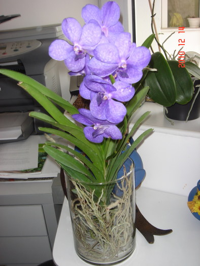 DSC09384 - VANDA