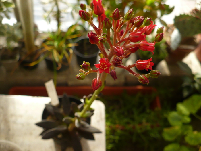 Echeveria affinis 2010 - affinis