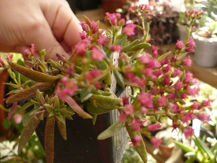 Crassula exilis subsp. schmidtii 2010; Colectie Magda
