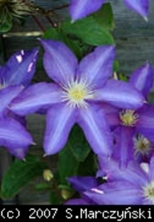 _Anna_German_K1 - Clematis