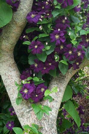 clematis etoile violette - Clematis