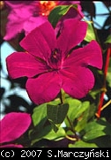 Clematis_Allanah_K1 - Clematis