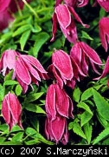 Clematis_alpina_Constance_K1