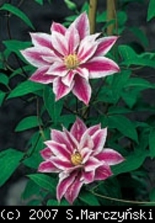 Clematis_Andromeda_K3 - Clematis