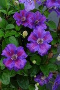 Clematis_Ashva_K1 - Clematis